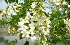 孕婦能吃槐花嗎？