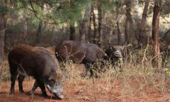 野豬是幾級保護動物，野豬的壽命一般是多少年