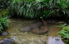 吃娃娃魚(yú)犯法嗎？