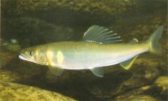 香魚是什么魚，香魚的主要產(chǎn)地在哪里？