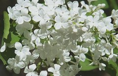 五月丁香北京香，北方丁香花期在五月