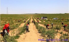 種植枸杞怎樣進(jìn)行土壤與施肥的管理？