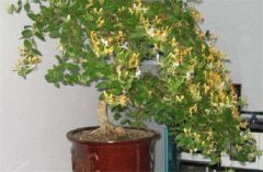 盆栽金銀花種植技術(shù) 金銀花是否嬌氣難養(yǎng)？