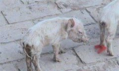 仔豬腹瀉怎么治療？哺乳仔豬飼養(yǎng)管理技術(shù)要點(diǎn)