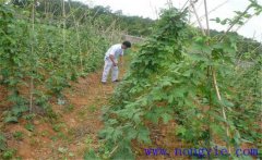 種植葛根如何管理？葛根田間管理技術(shù)要點(diǎn)