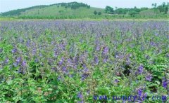 種植黃芩怎么管理？黃芩田間管理的主要內(nèi)容