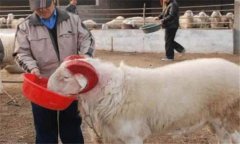 種公羊怎么選最好，種公羊的飼養(yǎng)管理要點