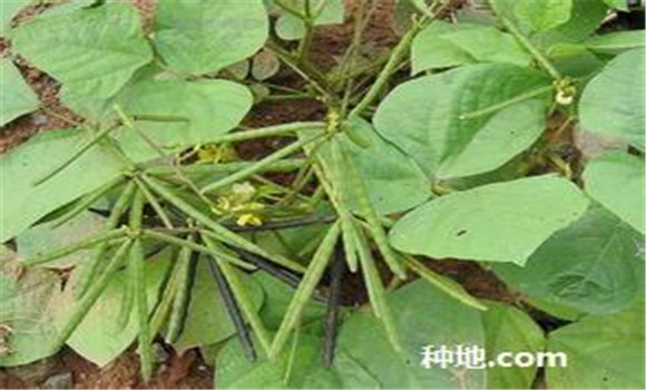 綠豆怎么種植能高產(chǎn)？