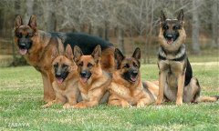 肉犬有哪些品種，肉犬養(yǎng)殖和管理有哪些要求