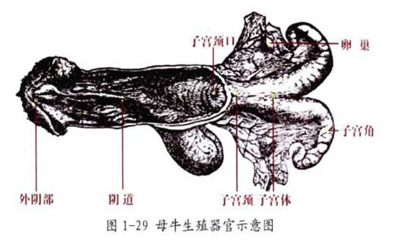 母牛的生殖結(jié)構(gòu)圖