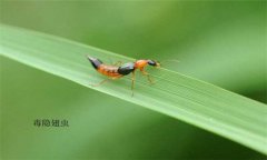隱翅蟲怎么預(yù)防才好，被隱翅蟲咬了怎么辦？