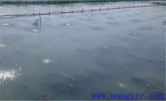 怎樣為魚塘增加氧氣，給魚塘增氧有幾種方法？