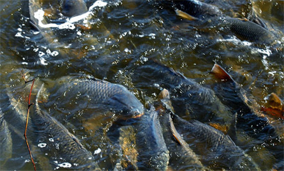 養(yǎng)鯉魚的方法