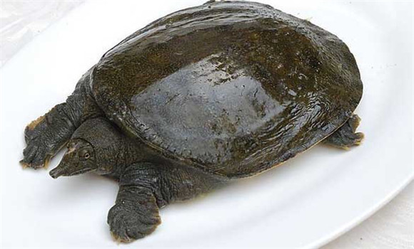 常見(jiàn)甲魚(yú)疾病有哪些，甲魚(yú)病病防治的方法