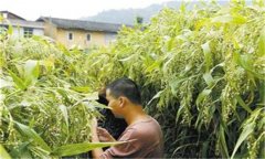 薏苡的種植方法 薏苡的田間管理技術(shù)要點(diǎn)