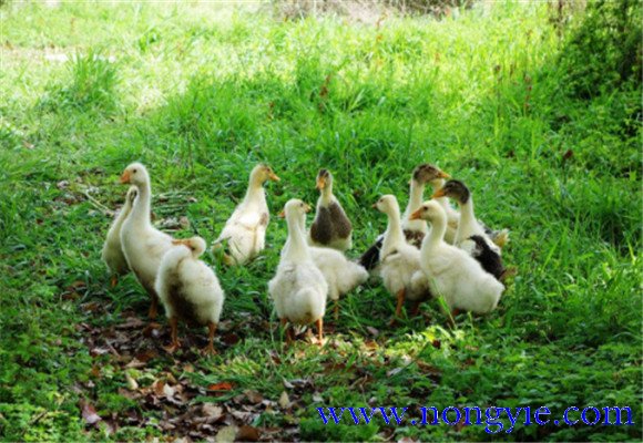 如何飼養(yǎng)鵝，鵝的飼養(yǎng)管理需注意事項(xiàng)