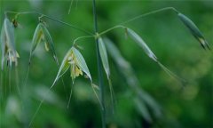 燕麥種植時間，燕麥什么時間種植