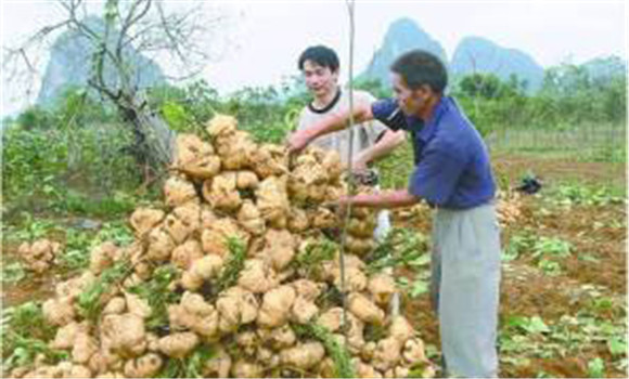 豆薯如何種植，豆薯種植與栽培技術(shù)