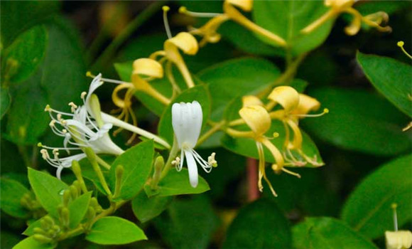 金銀花種植條件