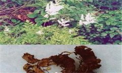 常見的天然的植物殺蟲劑有哪些？
