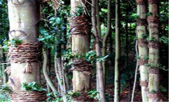 仿野生鐵皮石斛如何種植，鐵皮石斛的種植技術(shù)