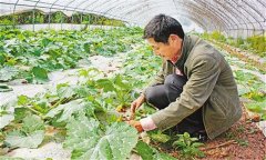 蜜本南瓜種植技術(shù)要點(diǎn) 蜜本南瓜的定植密度