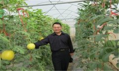 西瓜、甜瓜旱塘高壟栽培技術(shù)
