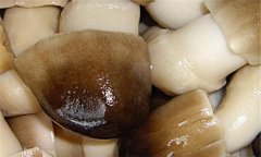 草菇的營(yíng)養(yǎng)價(jià)值及經(jīng)濟(jì)價(jià)值如何？