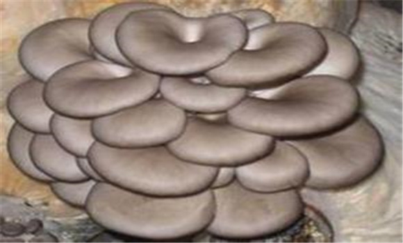 平菇種植對(duì)空氣、光照和土壤的要求