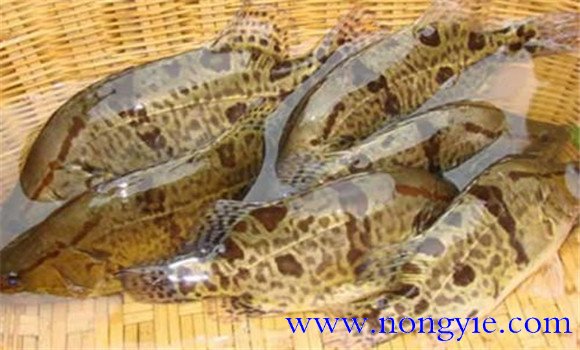 鱖魚(yú)的種類有哪些