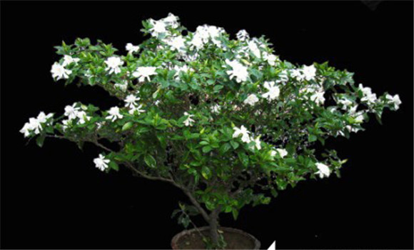 盆栽梔子花的養(yǎng)殖方法，梔子花的養(yǎng)殖方法要點