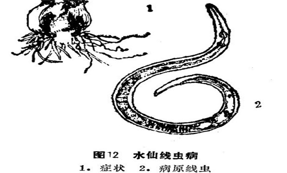 如何防治水仙線蟲??？