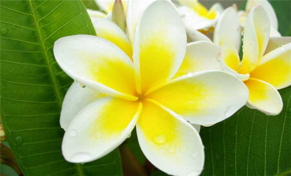 盆栽雞蛋花怎么養(yǎng)？