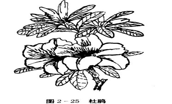 怎樣養(yǎng)杜鵑花，杜鵑花怎么養(yǎng)