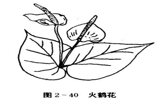 火鶴花怎么養(yǎng)，怎么養(yǎng)火鶴花效果好