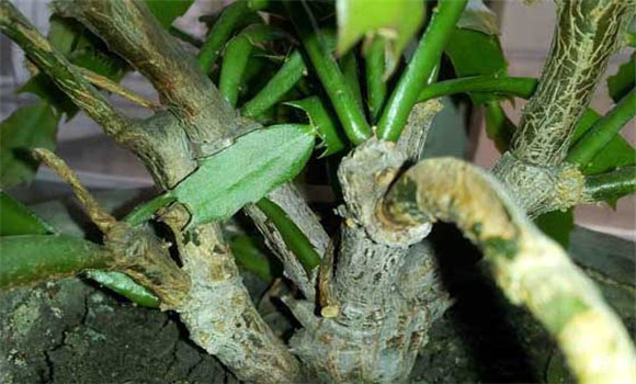 盆栽蟹爪蘭怎么養(yǎng)？
