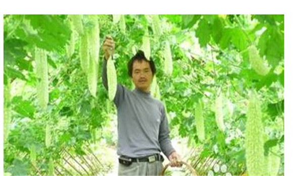 如何種植苦瓜，苦瓜種植方法技巧