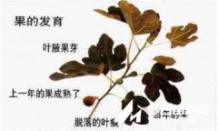 盆栽無花果怎么修剪 什么時(shí)候修剪