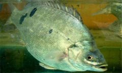 石斑魚(yú)是淡水魚(yú)嗎？石斑魚(yú)有哪些種類？