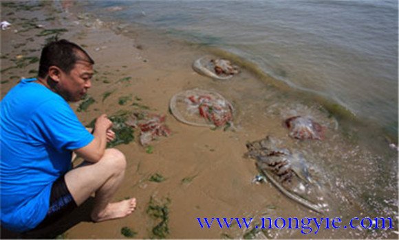 海蜇能蜇死人嗎，如何預(yù)防被蜇傷