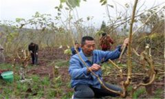 桑樹怎么種植 請記住桑樹種植技術(shù)的五個要點(diǎn)