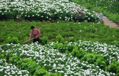 白芍種植技術(shù)、方法與主要步驟