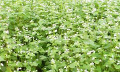 蕎麥種植時間是什么時候 蕎麥種植技術(shù)要點