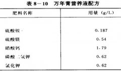 萬(wàn)年青水培方法介紹