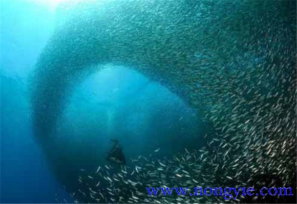 沙丁魚吃什么食物