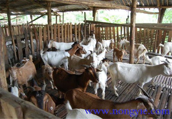 舍飼養(yǎng)羊的品種選擇，舍飼養(yǎng)羊技術(shù)要點(diǎn)