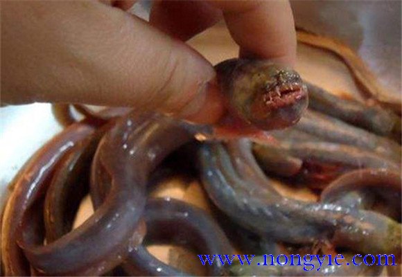 紅狼牙鰕虎魚能吃嗎？