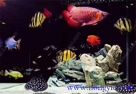 虎魚能和龍魚混養(yǎng)嗎？