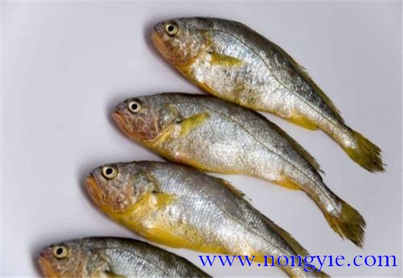 黃花魚是不是海魚？
