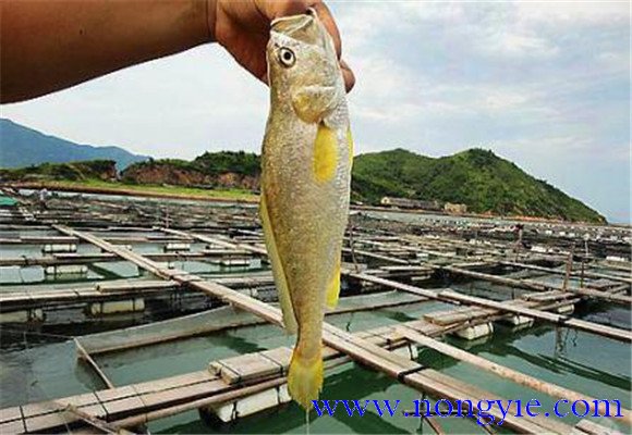 黃花魚(yú)能人工養(yǎng)殖嗎？